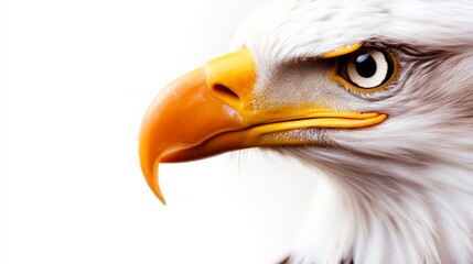 Close-up of a majestic bald eagle, showcasing its sharp beak and piercing eye on a clean white background.