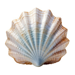 Scallop sea shell isolated on white background, cut out