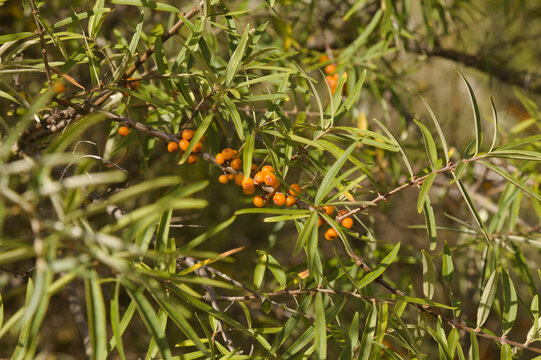 Flora of Spain - Hippophae rhamnoides, also known as sea-buckthorn, orange berries in September
