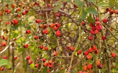 Flora of Basque Country - Rosa canina,  dog rose, orange rosehip in autumn