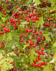 Obraz premium Flora of Spain - hawthorn bush with red berries in September 