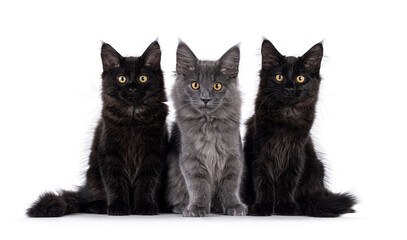 Row of 3 Maine Coon cat kittens, sitting side by side on perfect row. Looking towards camera. Isolated on a white background.