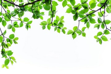 Obraz premium Tree branch with green leaf border backgrounds outdoors nature.