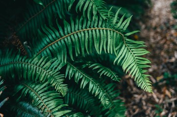 Close-up of green fern leaves in a forest setting.