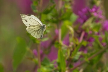 White butterfly on green plant with purple flowers