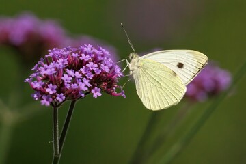 White butterfly on purple flower