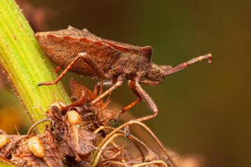 Brown shield bug on green stem