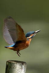 Kingfisher Bird Taking Flight