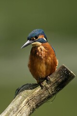 Vibrant kingfisher perched on a branch.
