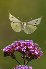Butterfly in flight over purple flowers