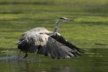 Heron taking off from green water