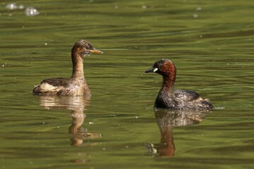 Two small water birds swimming in a green lake.