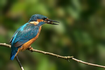 Kingfisher bird perched on a branch