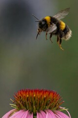Bumblebee in Flight Near Pink Flower