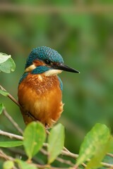 Vibrant kingfisher perched on a branch