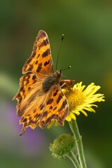 Butterfly on Yellow Flower