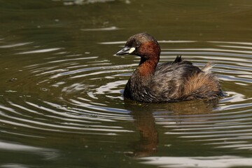 Waterbird swimming in a pond with ripples