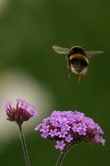 Bumblebee in flight near purple flowers