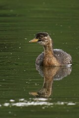 Young grebe swimming in a calm lake