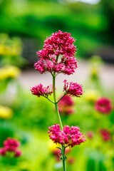 Vibrant Pink Flower in Bloom