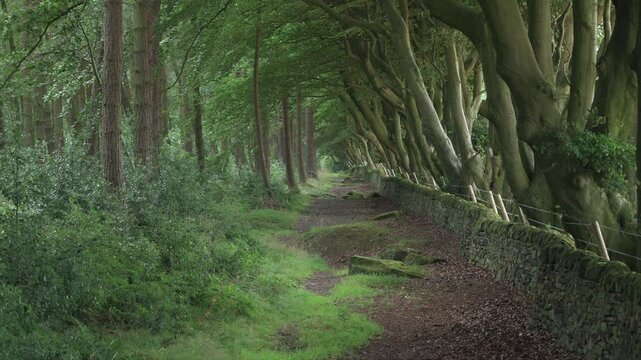 Zoom in shot of arched beech trees and a dry stone stone walled woodland path at Upper Moor in the Derbyshire Dales.