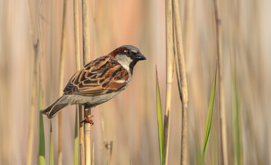 House sparrow - male bird in spring