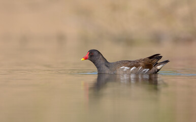 The common moorhen - adult bird in spring