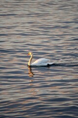 Serene swan swimming in calm waters during sunset with gentle ripples reflecting the golden light