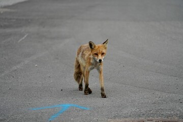 Fox walking on an asphalt road with a blue arrow marking on the ground.
