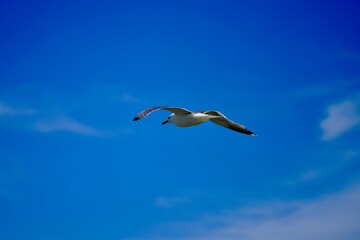Seagull in flight against blue sky