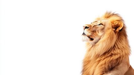 Portrait of a majestic lion with a focused gaze against a plain white background, showcasing the beauty and power of wildlife.