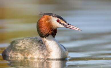 Great Crested Grebe in spring