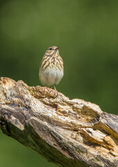 Tree pipit at the wet forest in spring