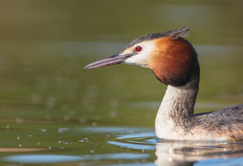 Great Crested Grebe in spring