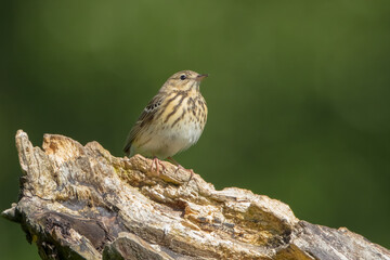 Tree pipit at the wet forest in spring