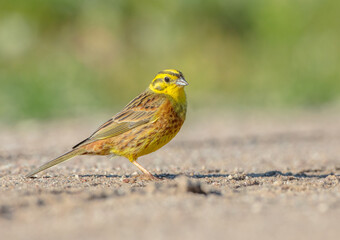 Fototapeta premium Yellowhammer - male in summer