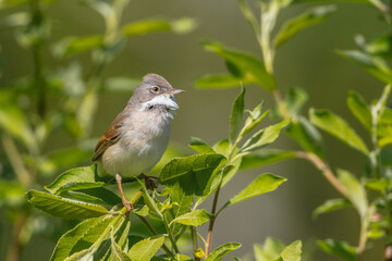 Common whitethroat - at a wet forest in spring