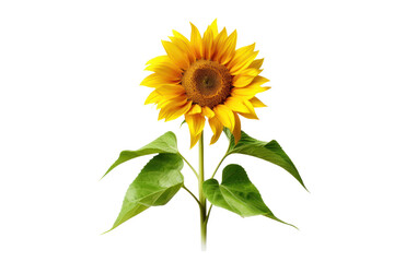 Fototapeta premium Overhead view of a sunflower with perfectly symmetrical petals and a textured center isolated on white background