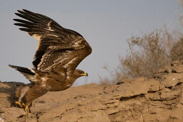 Majestic Eagle Taking Flight from a Mountain Peak for the Hunt