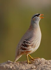 Close-Up of a Quail Singing: Showcasing the Vibrant Colors and Patterns