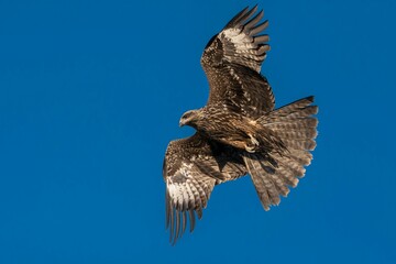 Majestic Hawk in Flight: A Stunning Display of Artistic Patterns Against a Blue Sky