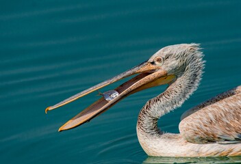 Close-Up of a Pelican Swallowing a Fish: A Moment of Precision