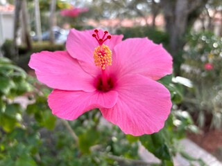 pink hibiscus flower