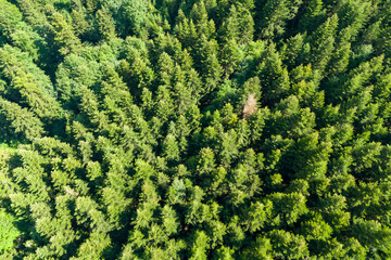 Top view aerial shot of a green forest, taken by a drone in summer, showcasing dense foliage and...