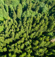 Fototapeta premium Aerial drone image of a forest during summer, featuring rich greenery and dense tree coverage from a high perspective.