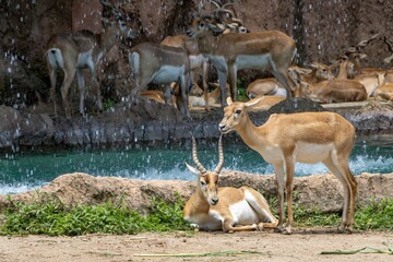 Antelopes resting near a waterfall