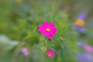 Fototapeta premium Close-up of a vibrant pink flower with a blurred green background, showcasing the beauty of nature
