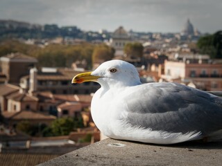 Close-up of a seagull with the city of Rome in the background