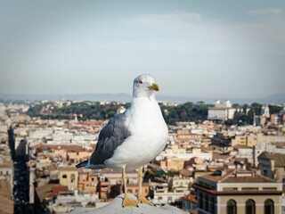 Close-up of a seagull with the city of Rome in the background