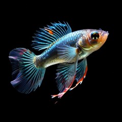 Fototapeta premium A vibrant, colorful fish swimming gracefully against a dark background.